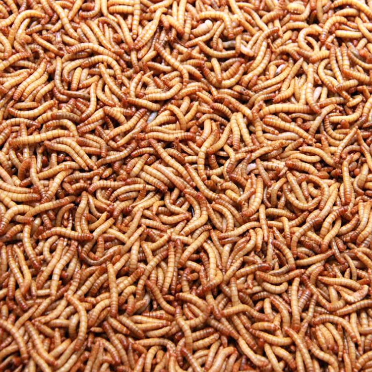 Mealworm treat for wild birds and fish Dried mealworms 